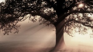 _88104392_b6010524-oak_tree_at_sunrise-spl